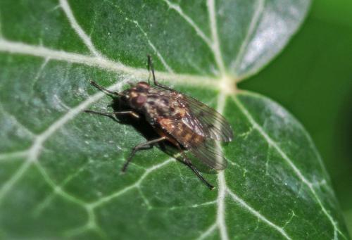 Phaonia tuguriorum